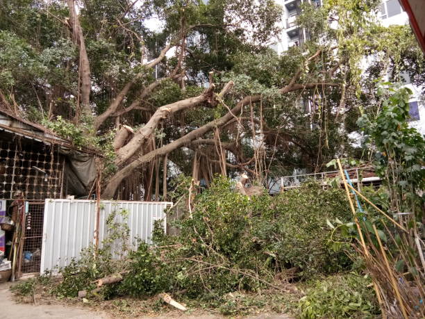 istock Cutting Big Banyan tree beside my home, Thailand 1489909099