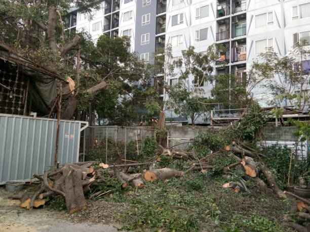 istock Cutting Big Banyan tree beside my home, Thailand 1489909117