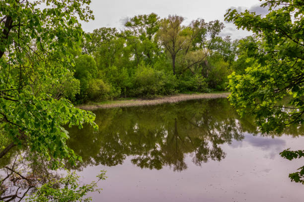 istock Trees on the river bank 1489911784