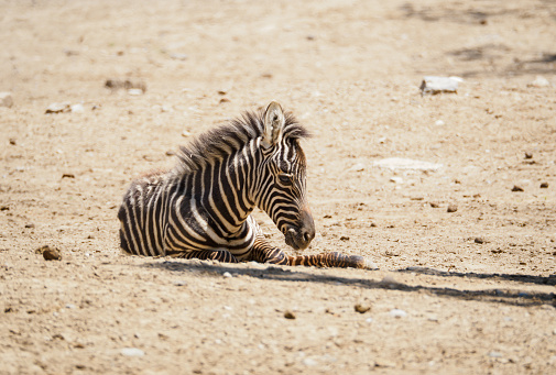 Zebra cub lying on the land resting