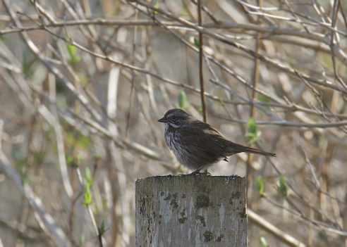 Song Sparrow (melospiza melodia) perched on a wooden post