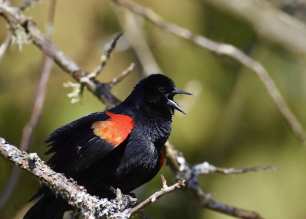 istock Red-winged Blackbird (agelaius phoeniceus) with it's beak open and it's red shoulder patch in full view 1489917090