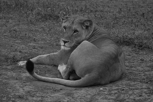 Animal Watching and Safari in Tanzania