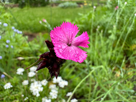 A magenta dianthus flower with raindrops on it in a garden