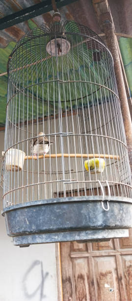 istock Photo of a bird cage hanging 1489919976