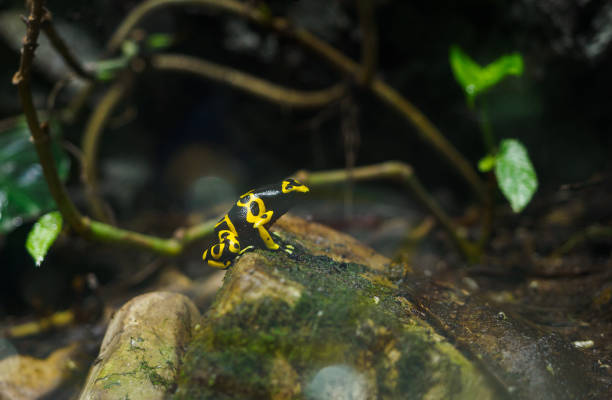 Yellow-Banded Poison Arrow Frog