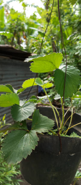 istock Wild strawberry photo Plant 1489921521