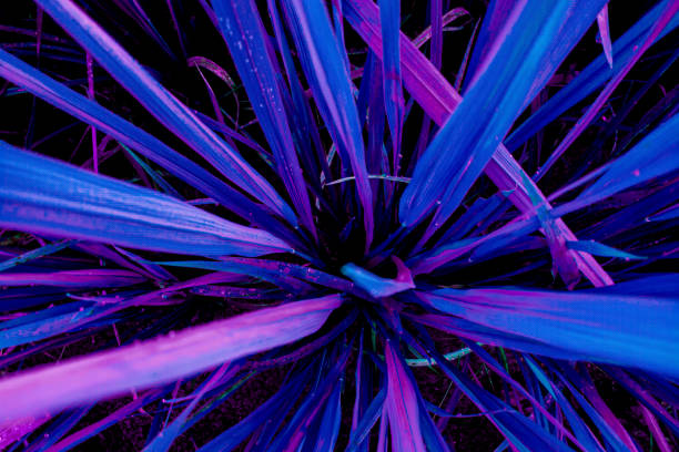 istock dark blue color nature leaf creative concept. cyberpunk punk color concept. focus selective 1489921894