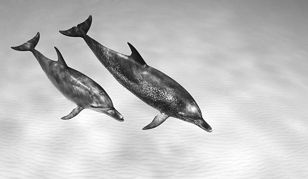 Black and White Atlantic Spotted Dolphins stock photo