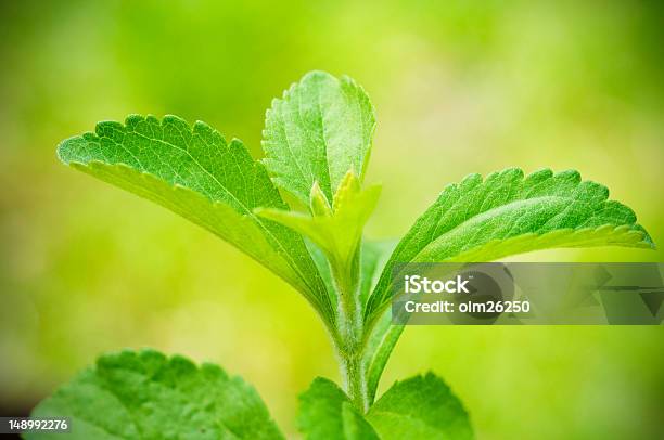 Stevia Rebaudiana Branch Stock Photo - Download Image Now - Stevia, Stevia rebaudiana, Plant