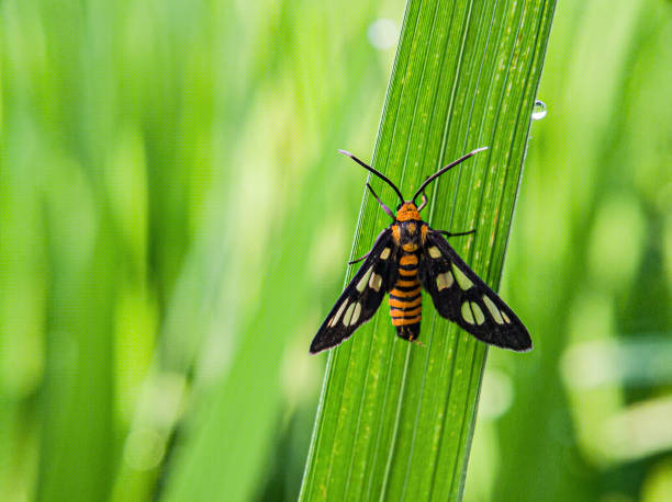 istock Amata huebneri on leaf .focus on animal 1489925233