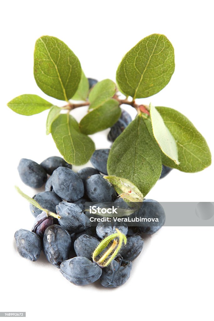 Honeysuckle leaves and berries Honeysuckle leaves and berries from the sweetberry honeysuckle vine, lonicera caerulea, used as a colourant and flavouring in processed products such as preserves, icecream and even occasionally wine Blue Stock Photo