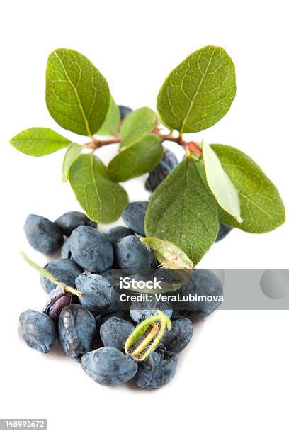 Honeysuckle Leaves And Berries Stock Photo - Download Image Now - Blue, Honeysuckle, Leaf
