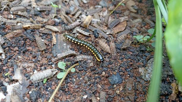 istock a millipede that lives wild in the back garden 1489930989