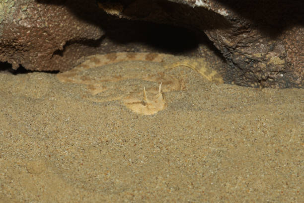 istock Close up Sahara horn viper in sand at the cave 1489932203