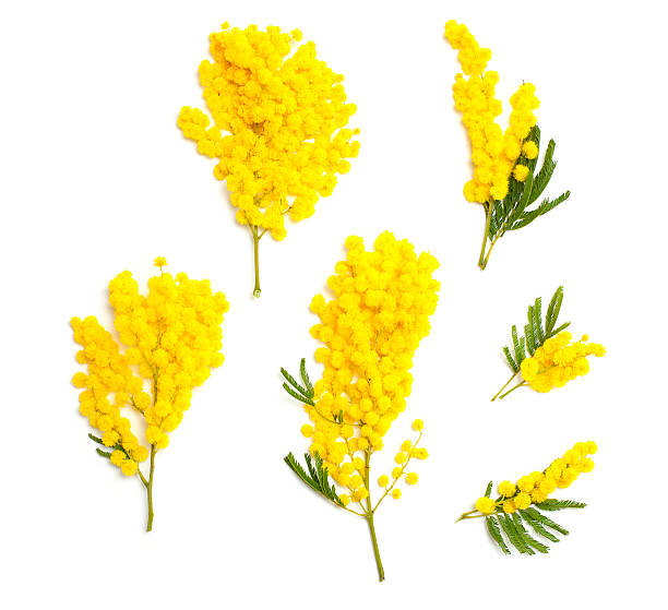 mimosa mimosa branches of different size and shape isolated on white background, top view acacia tree photos stock pictures, royalty-free photos & images