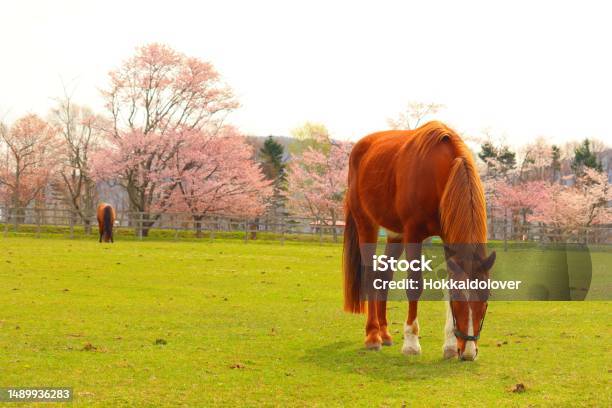 Hidaka Spring Stock Photo - Download Image Now - Animal, Cherry Blossom, Color Image