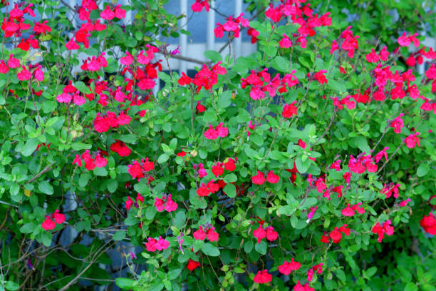 Salvia microphylla, also known as Baby sage, Graham’s sage and Balckcurrent sage, is a perennial shrub, which flowers heavily in late spring to summer and again in autumn. The flowers are bi-colored; white with red on the bottom half of the lower lip. The color of some species can be all white, all red or other colors.