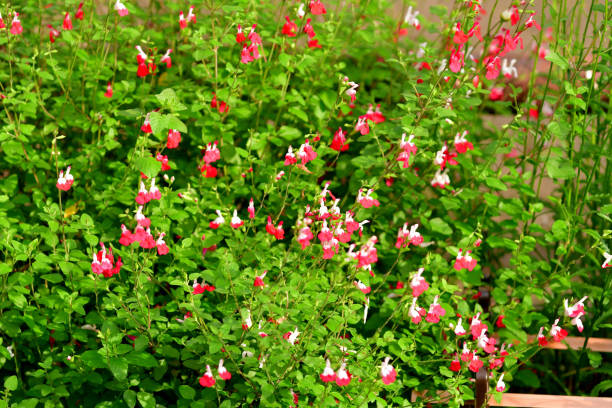 salvia microphylla / bébé sauge: fleur rouge & blanche - salvia microphylla photos et images de collection