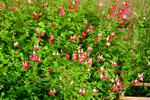 Salvia microphylla, also known as Baby sage, Graham’s sage and Balckcurrent sage, is a perennial shrub, which flowers heavily in late spring to summer and again in autumn. The flowers are bi-colored; white with red on the bottom half of the lower lip. The color of some species can be all white, all red or other colors.