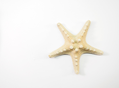 Starfish on white background