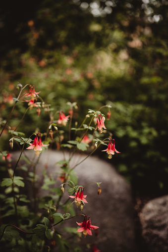 Eastern red Columbine plant background