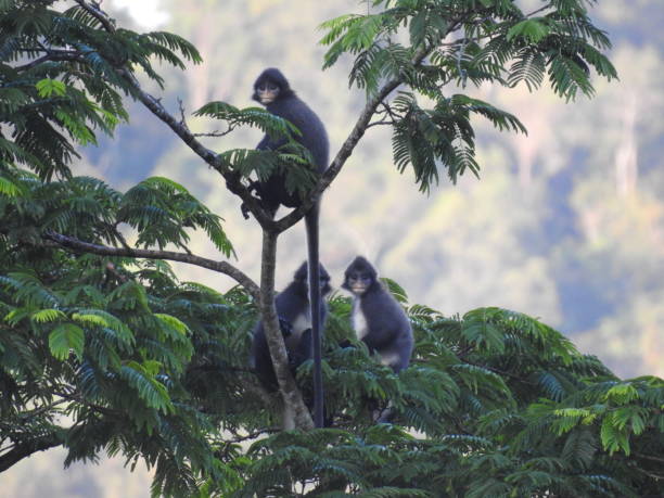 presbytis sumatrana - leaf monkey fotografías e imágenes de stock