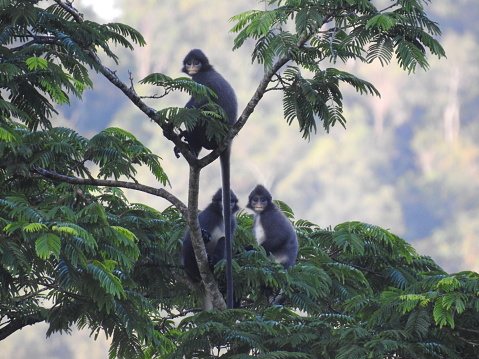 a group of Presbytis sumatrana sitting on the top of tree canopy