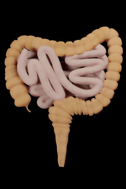 istock Large and small Intestine isolated on white. Human digestive system anatomy 3d render . 1489939585
