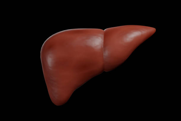 istock Large and small Intestine isolated on white. Human digestive system anatomy 3d render . 1489939588