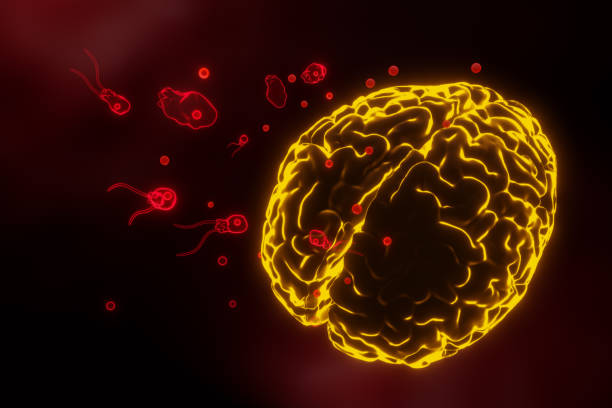 istock Brain-eating amoeba infection, naegleriasis. Flagellate forms, 3D render. 1489939595