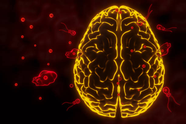 istock Brain-eating amoeba infection, naegleriasis. Flagellate forms, 3D render. 1489939644