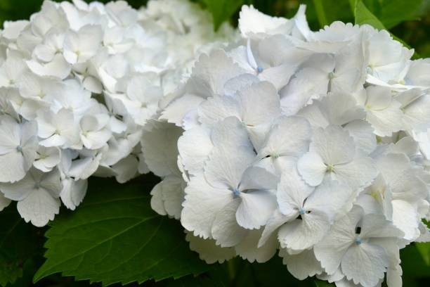 close-up of white hydrangea. - hydrangea white flower flower bed imagens e fotografias de stock