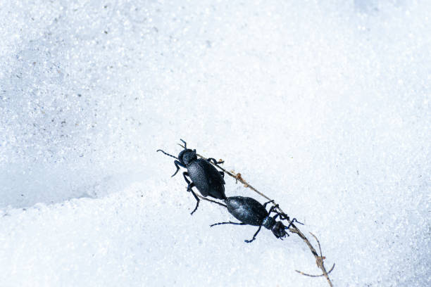 A fly (House fly) is sitting on a white curtain.