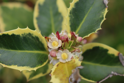 Close-up of Ilex aquifolium with flowers on selective focus. Holly bush with green and yellow leaves in bloom on springtime