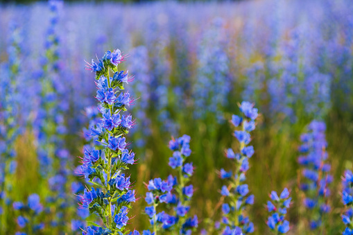 Close-up of blue colored Blooming Lupine wildflowers growing.