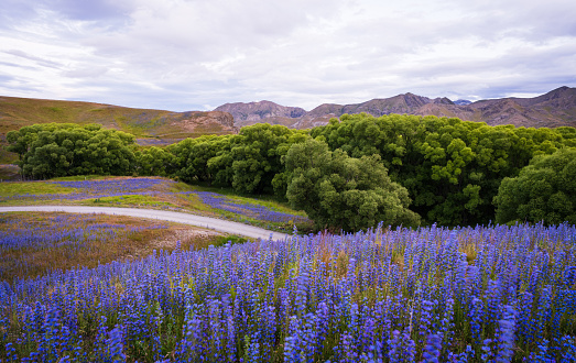 Purple colored Blooming Lupine wildflowers growing in South Island, New Zealand.