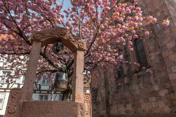 istock Cherry blossom in an old square with a medieval well in spring. 1489947084