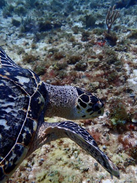 istock Sea turtle swimming above ocean floor 1489950100