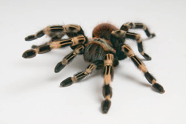 istock Brazilian whiteknee tarantula 148995211