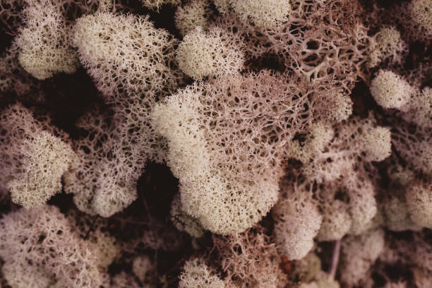 Moss background