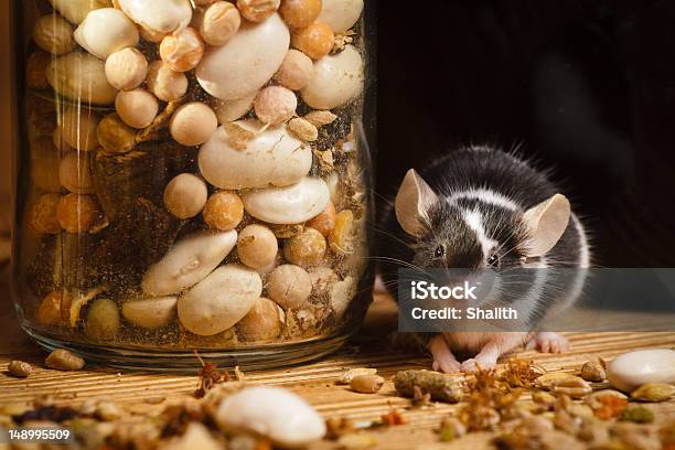 Rato Na Velha Subrésdochão Com Plantas Aromáticas - Fotografias de stock e mais imagens de Comida