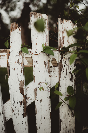 Paint chipped white wood fence with leaves growing