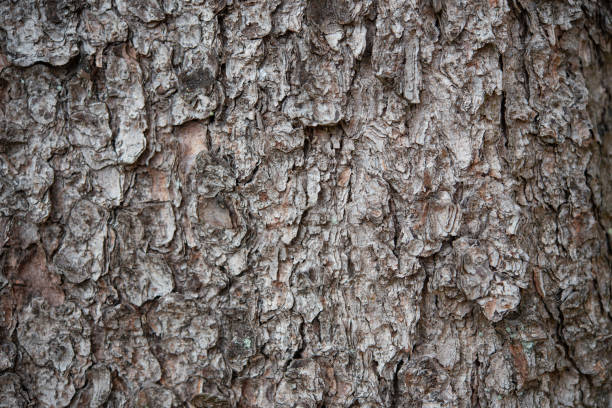 istock Close up of spruce bark 1489955296