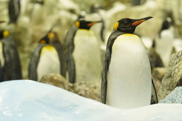 istock A brave king penguin bravely stands guard and guards his flock 1489955627