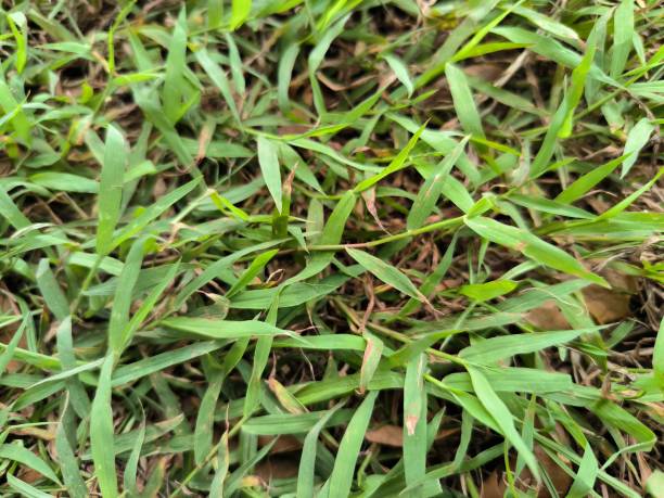 istock Photo view of green lush grass 1489955765