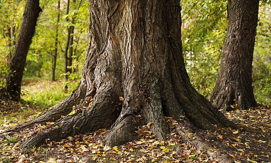 Silver Maple tree in Summer