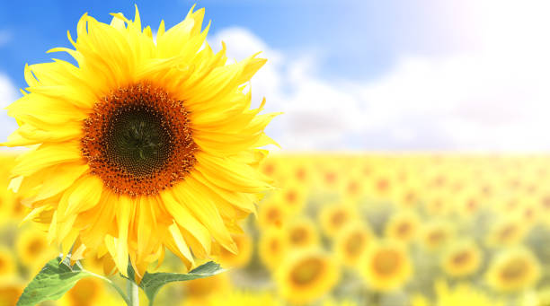 istock Sunflower on blurred sunny nature background. Horizontal agriculture summer banner with sunflowers field 1489958657