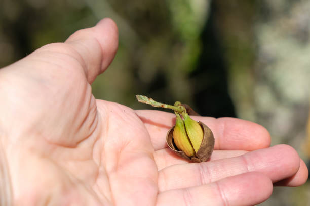 istock Sprouted acorn in the woman's hand. Oak nut germination. Forest background. 1489958873