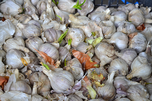 Close-up of organic freshly harvested garlic bulbs on display at Farmers Market.